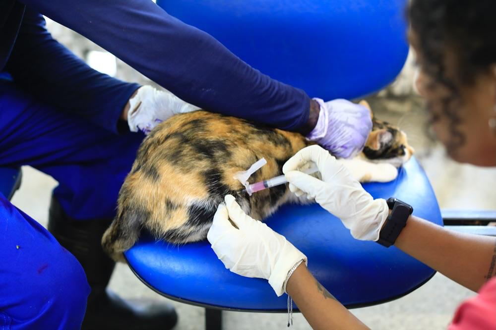 Animal comunitário da UFS recebe vacina antirrábica pela médica veterinária Alanna Andrade (Foto: Adilson Andrade/Ascom UFS)